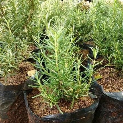 

Terlaris Bibit Tanaman Herbal Rosemary