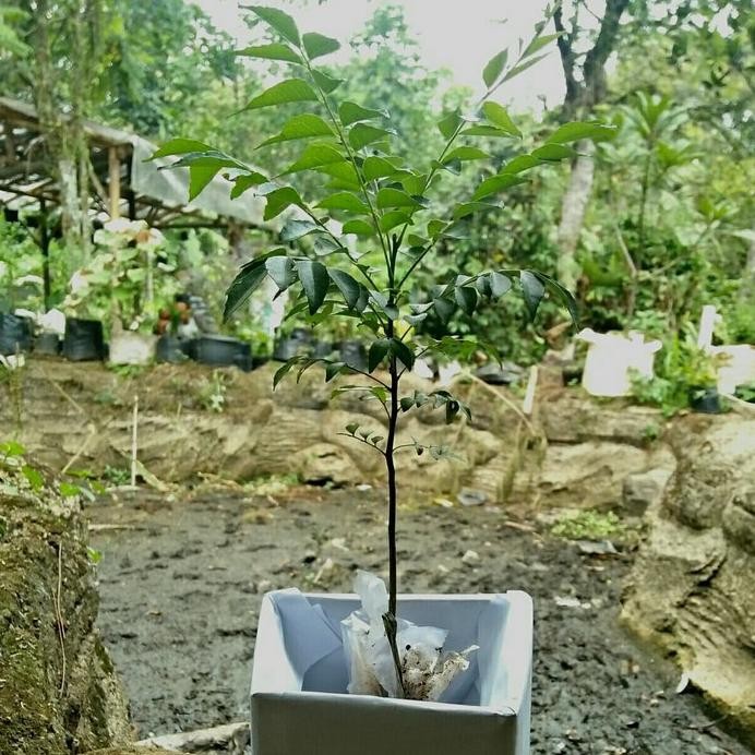 

Terlaris Bibit Pohon Salam Koja/Temuru/Daun Kari - 20Cm