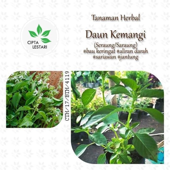 

Terlaris Tanaman Daun Kemangi Seraung Saraung - Bibit Pohon Bahan Herbal