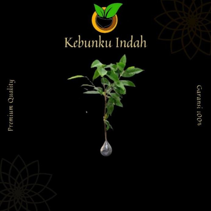 

Terlaris Bibit Tanaman Sayur Daun Salam Unggul [Beli 5 Gratis 1]