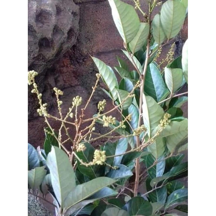 Tanaman Bibit Buah Rambutan Binjai Sudah Berbuah TOOP ISTIMEWA