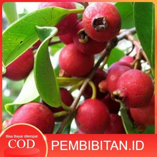 

Terlaris Bibit Jambu Leci / Cherry Guava