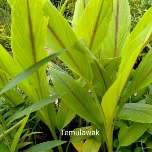 

Terlaris Tanaman Herbal Temulawak/Pohon Herbal Temulawak