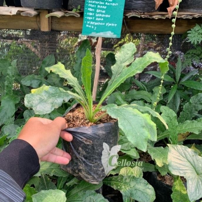 

Terlaris Bibit Tanaman Herbal Toga Tapak Liman