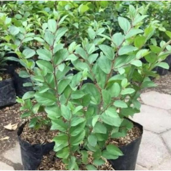

Terlaris Bibit Bidara Arab Tanaman Herbal Banyak Manfaat