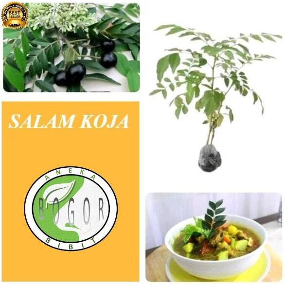 

Terlaris Bibit Pohon Tanaman Daun Temuru Salam Koja