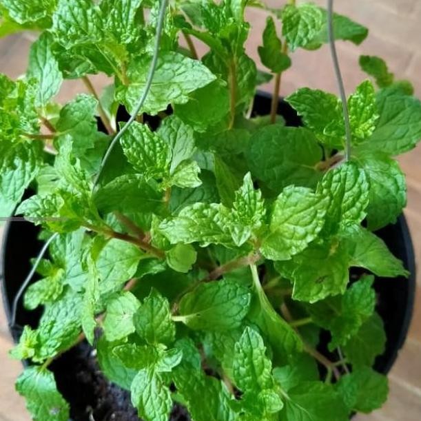

Terlaris Tanaman Hias Herbal Daun Mint Murah