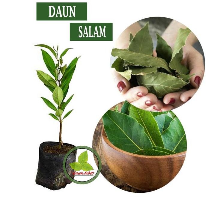 

Terlaris Bibit Daun Salam Kualitas Unggul | Bumbu Masak