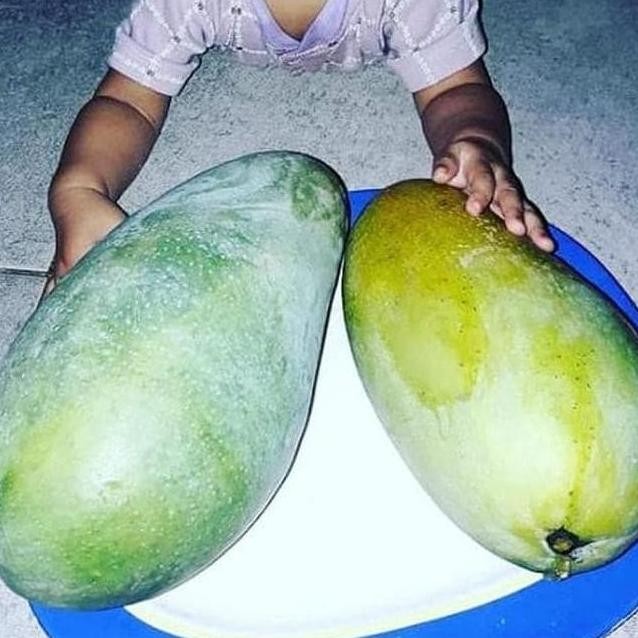BIBIT MANGGA KIOJAY BER SUDAH BERBUAH TANAMAN BUAH DALAM POLYBAG PREMIUM