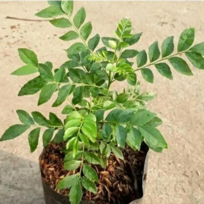 

Terlaris Bibit Daun Salam Koja Bumbu Kari Harga Satuan