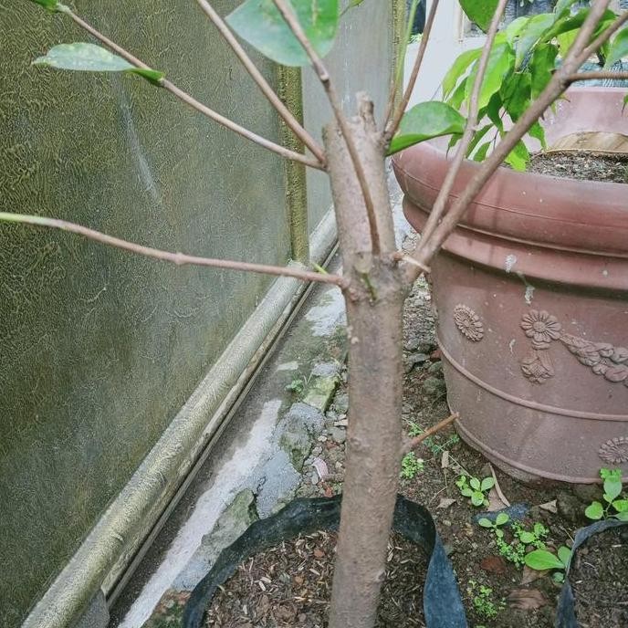 

Terlaris Bibit Batang Besar Cangkok Jambu Air Dalhari