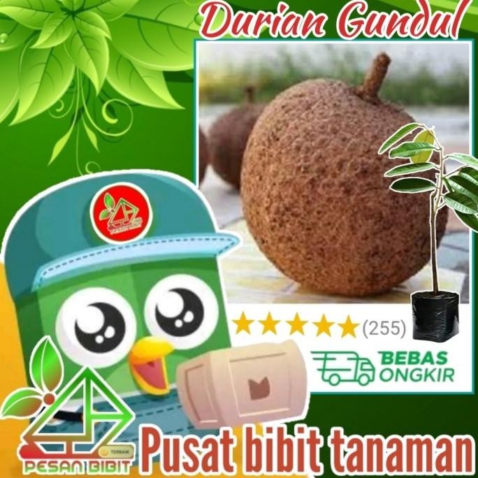bibit tanaman buah durian gundul DURIAN TANPA DURI durian paling manis PREMIUM