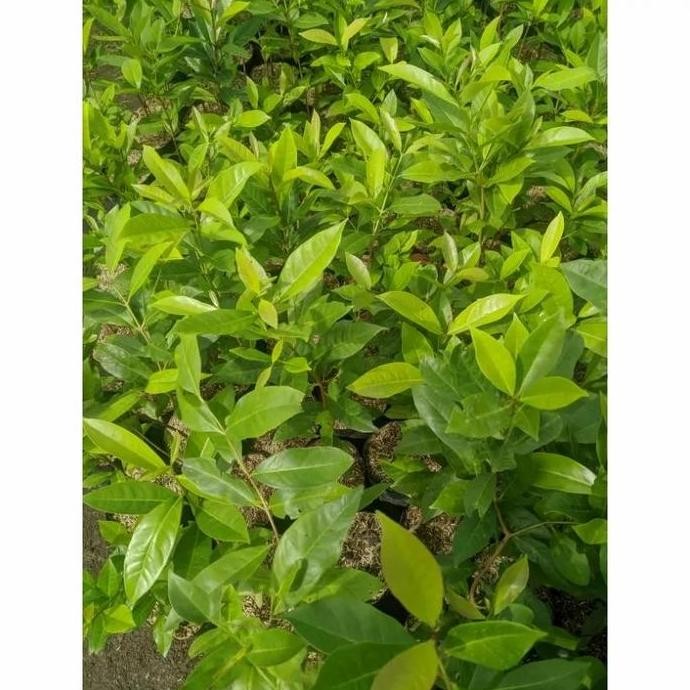 

Terlaris Bibit Tanaman Daun Salam Herbal Bumbu Masak