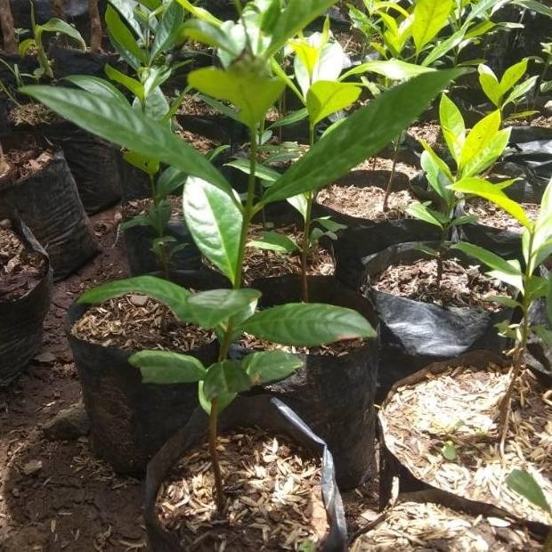 

Terlaris Bibit Daun Salam