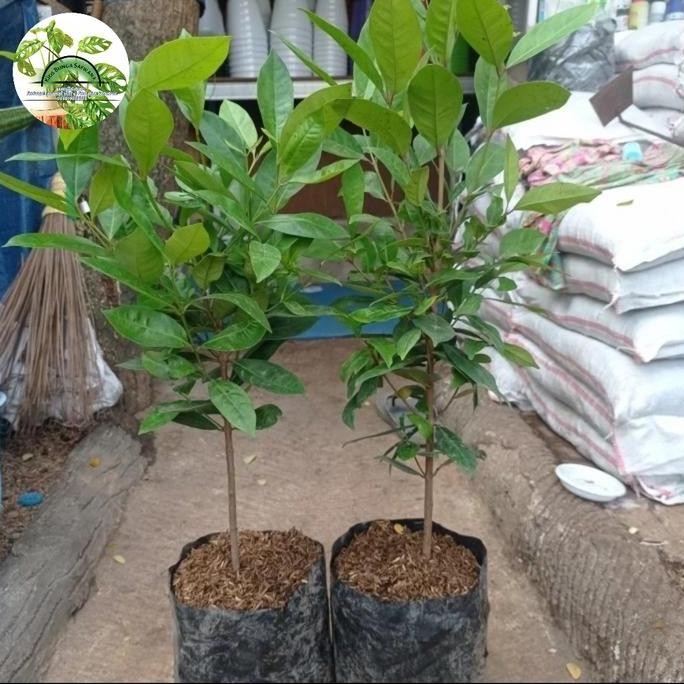

Terlaris Pohon Daun Salam Masak / Bibit Daun Salam Masak