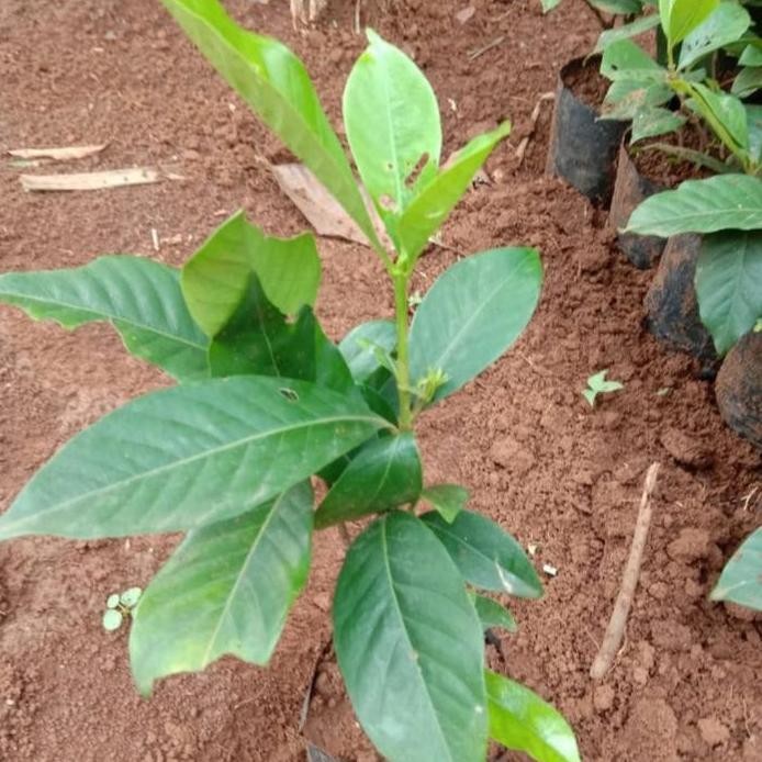 

Terlaris Bibit Pohon Daun Salam // Daun Salam Bumbu Dapur