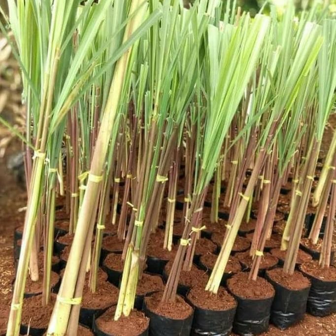 

Terlaris Tanaman Herbal Sereh Wangi/ Serai Merah Obat