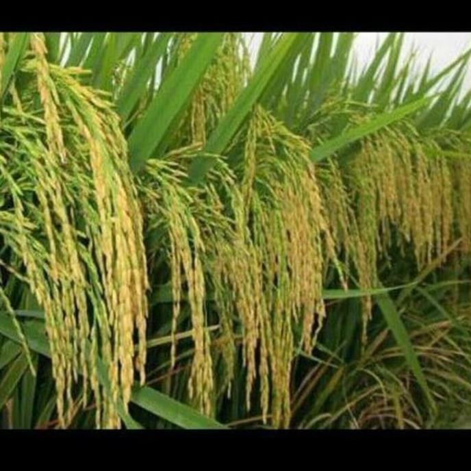 

Terlaris Benih Padi Cbr 02 Ciberes 02 | Bibit Padi | Anti Tikus | Yalwga 9697Su