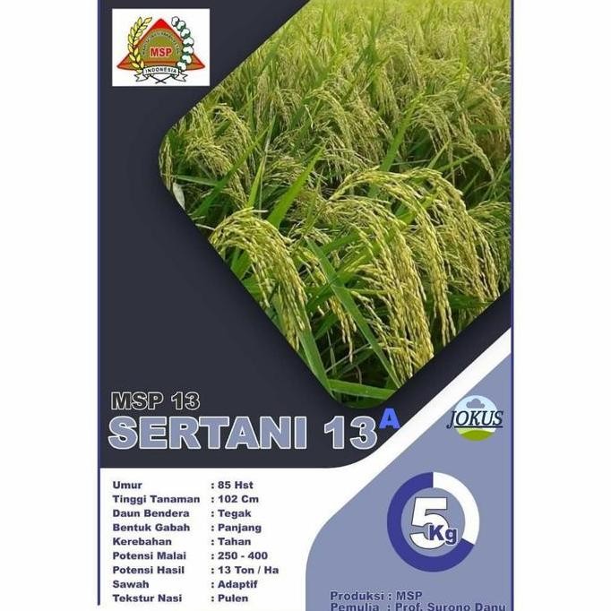 

Terlaris Benih Padi Unggul Sertani 13A 5Kg / Bibit Padi Unggul / Nasi Pulen