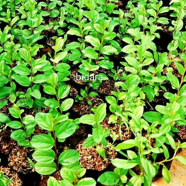 

Terlaris Tanaman Herbal Pohon Bidara Arab