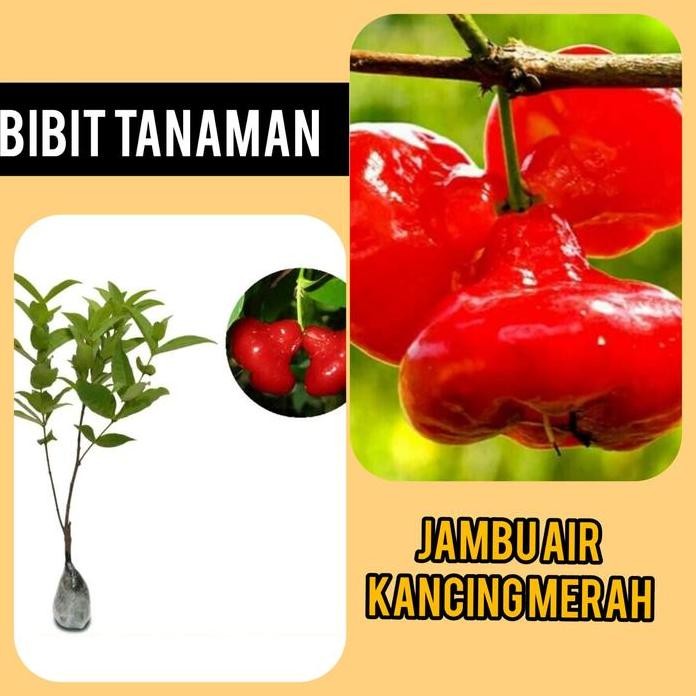 

Terlaris Bibit Jambu Air Kancing Merah Cepat Berbuah