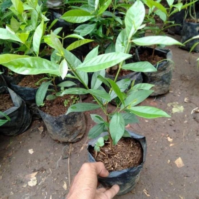 

Terlaris Bibit Daun Salam Untuk Bumbu Masak Paket Hemat 3 Batang