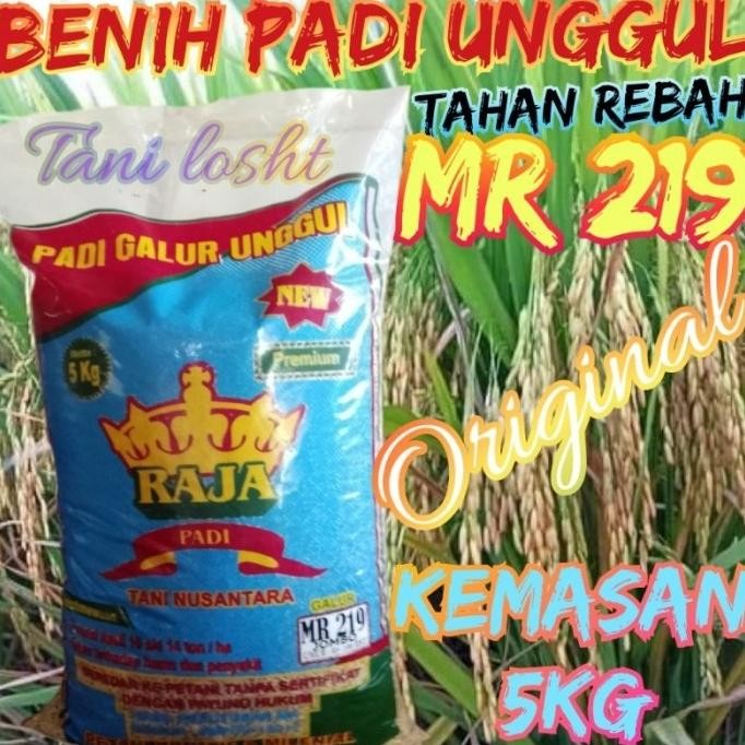 

Terlaris Benih Padi Terbaru Tahan Roboh Mr219 Jumbo Kemasan 5Kg Original