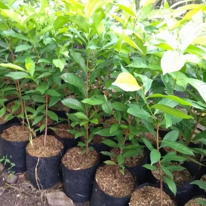 

Terlaris Bibit Tanaman Daun Salam - Daun Sayur - Daun Rempah Masakan