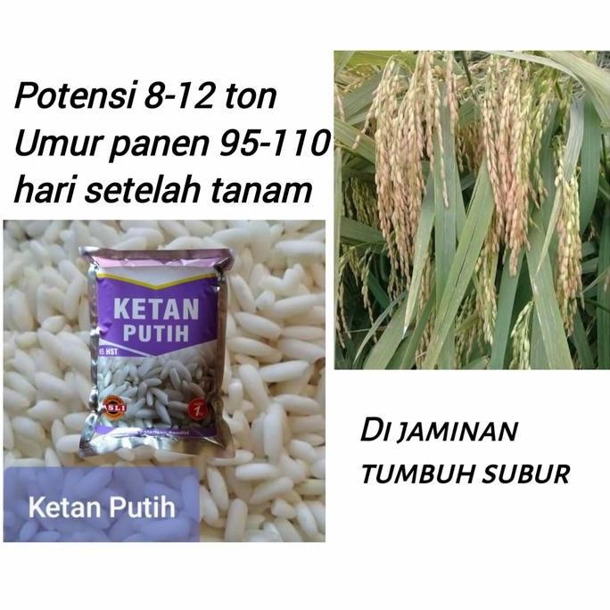 Terlaris Benih Ketan Putih Anak Banyak Tahan Roboh Bibit Padi Ketan