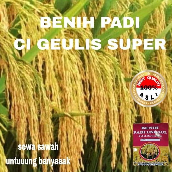 

Terlaris Benih Padi Ci Gelis Super Unggul Berkualitas 1Kg