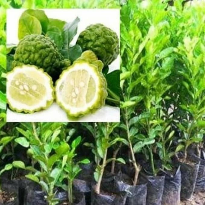 

Terlaris 1 Paket Bibit Tanaman Bumbu Daun Salam Dan Jeruk Purut