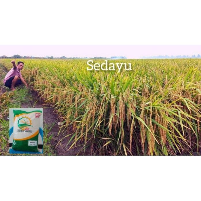 

Terlaris Benih Padi Sedayu, Berat = 5 Kg. Potensi 12 Ton / Hektar