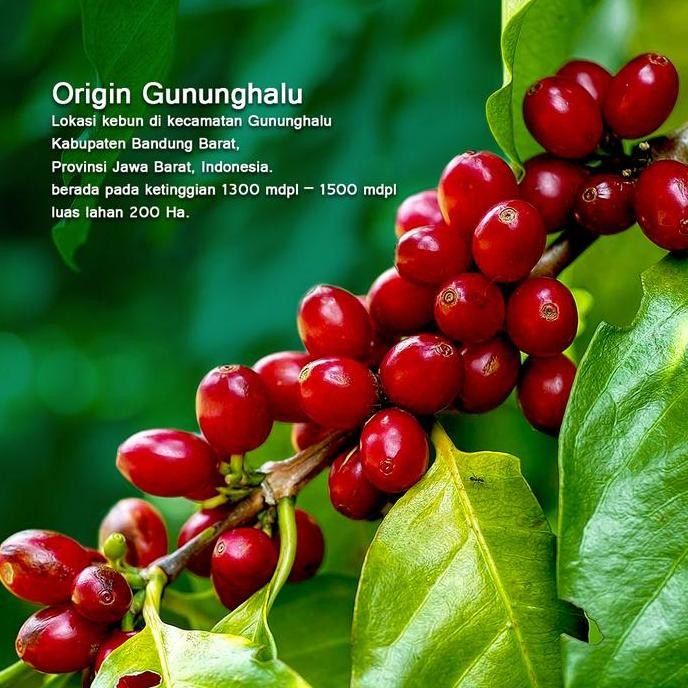 

ready stock Green Bean Kopi Arabika Gununghalu - Natural Process (Dry Hull) - 1 Kg
