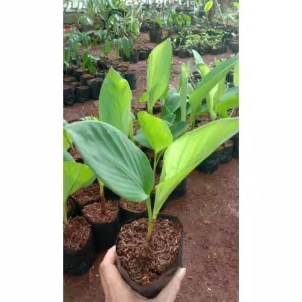 

Terlaris Tanaman Herbal Temu Keunci / Pohon Temu Kunci Herbal