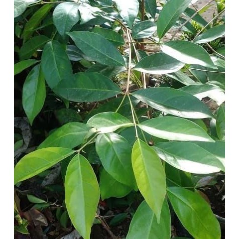 

Terlaris Bibit Tanaman Daun Salam Siap Tanam Eeee