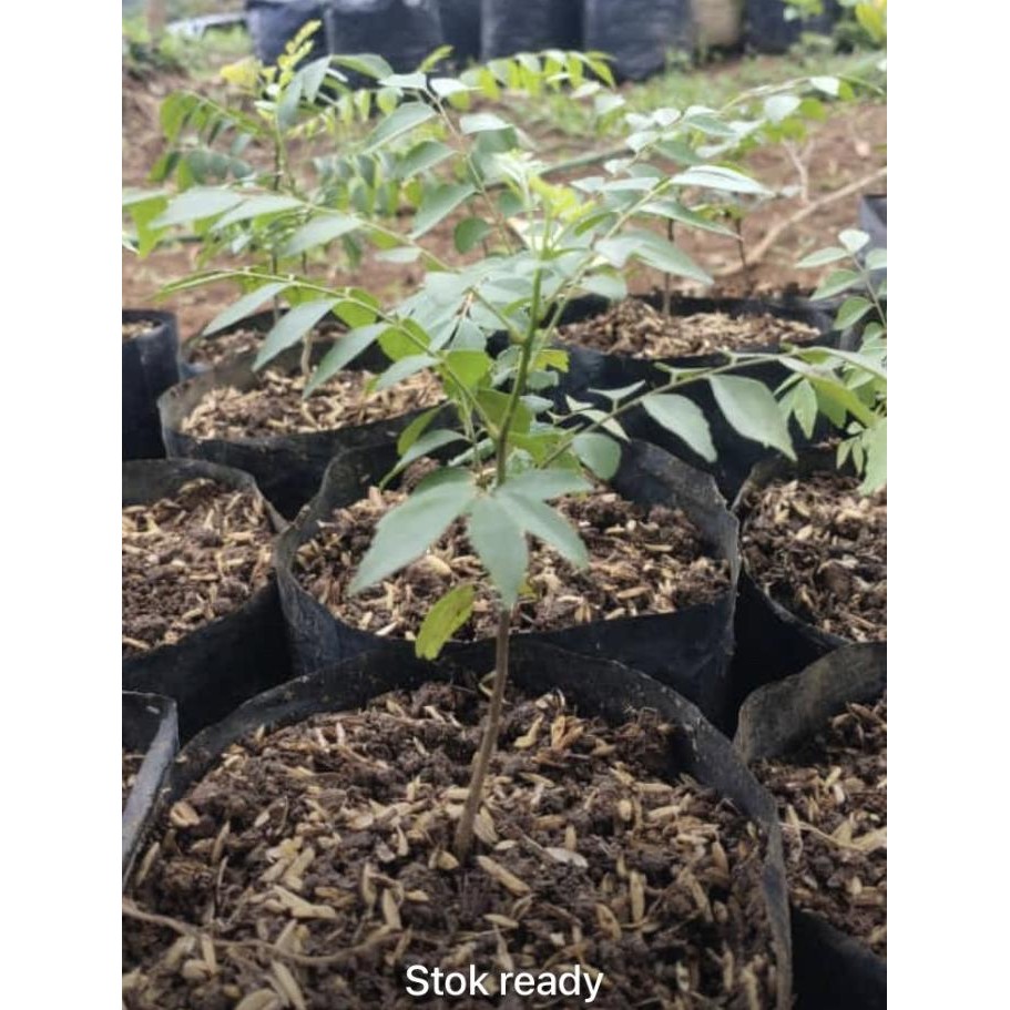 

Terlaris Bibit Tanaman Pohon Salam Koja - Temuru - Daun Kari - 20Cm Eeee