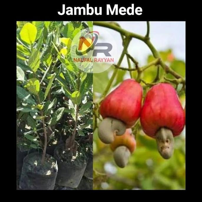 Terlaris Bibit Jambu Mede Mete Jambu Monyet Jambu Mete