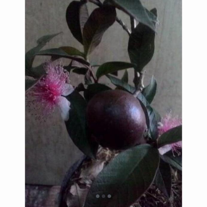 

Terlaris Bibit Tanaman Buah Jambu Krikil Australia Berbuah Okulasi