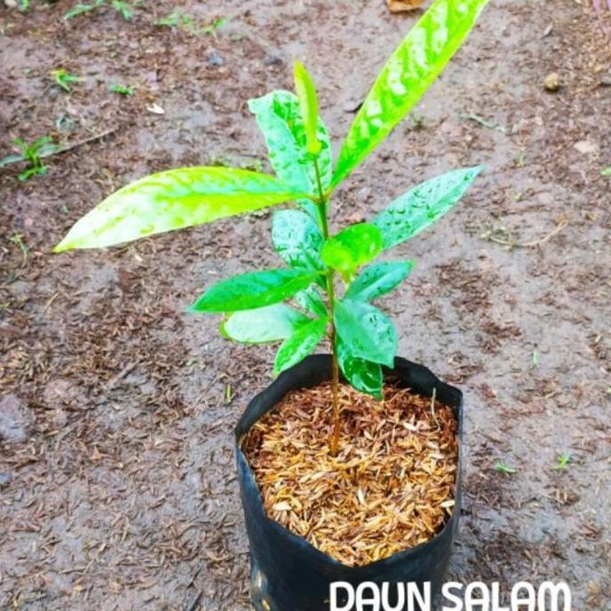 

Terlaris Bibit Daun Salam Pohon Daun Salam Tanaman Daun Salam Penyedap Rasa
