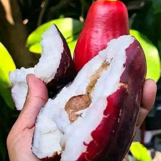 

Terlaris Bibit Jambu Jamaika/Darsono Hasil Okulasi Cepat Berbuah