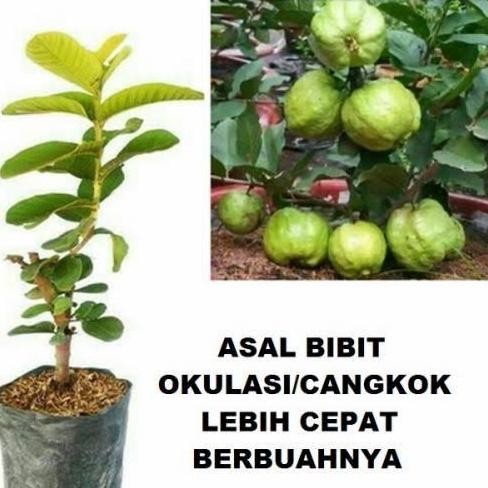 

Terlaris Pohon Jambu Kristal / Tanaman Jambu Kristal Tanpa Biji / Bibit Jambu