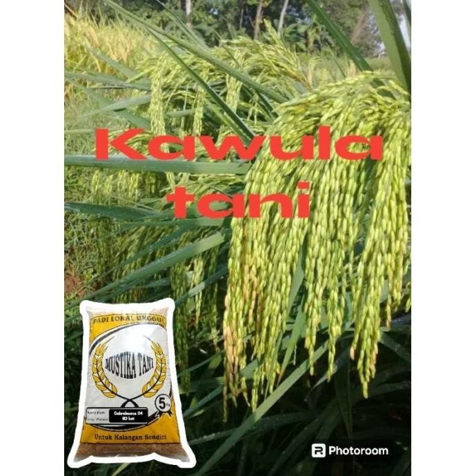 

Terlaris Benih Padi Cakrabuana 04 Original 5Kg