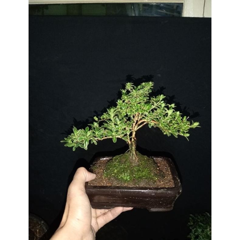 Tanaman Hias Bonsai Melati Jepang / Mirten Varigata / Bonsai Hingkip - Savanan Bonsai