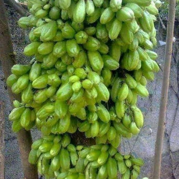 

Terlaris Bibit Belimbing Wuluh, Tanaman Herbal Utk Manisan