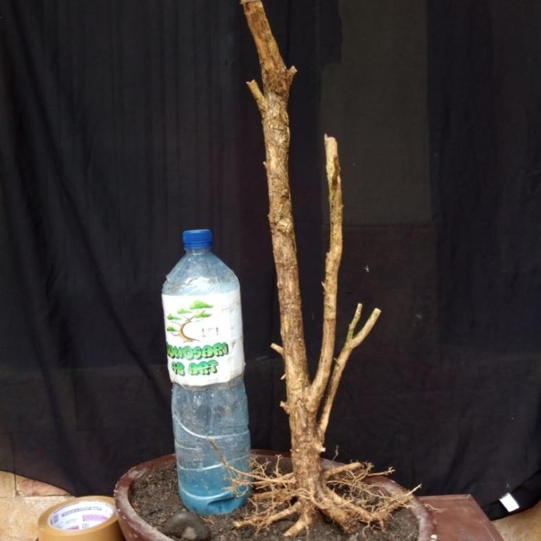 Tanaman Hias Bahan Bonsai Kemuning Dongkelan Formal Bunjin Batang Twin Medium Size Real Pict - Savan