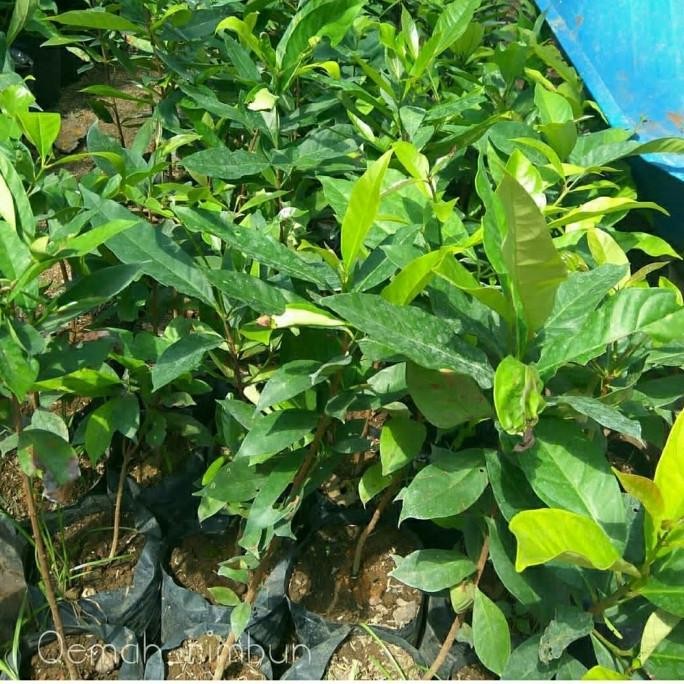 

Terlaris Bibit Tanaman Buah Salam-Bibit Pohon Daun Salam Super Murah Dddd