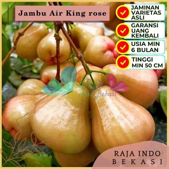 

Terlaris Raja Indo Bekasi Bibit Tanaman Buah Jambu Air King Rose Premium