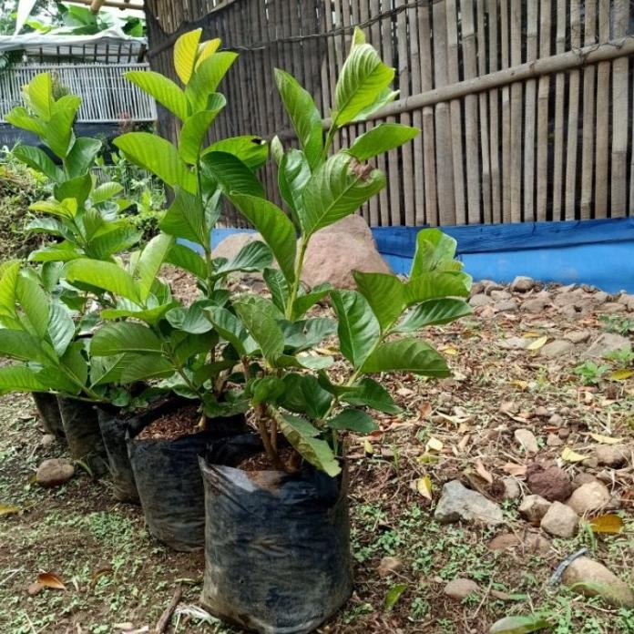 

Terlaris Jambu Kristal Merah Bibit Cangkok Cepat Berbuah