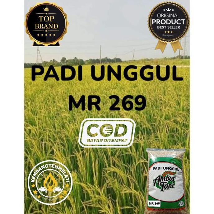 

Terlaris Benih Padi Mr269 5Kg Terbaru Original