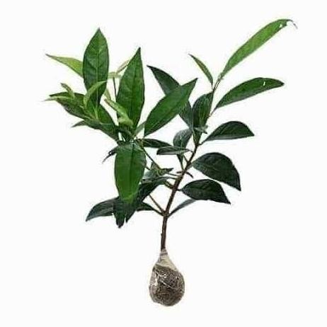 

Terlaris Bibit Tanaman Daun Salam Bibit Salam Bumbu Masak